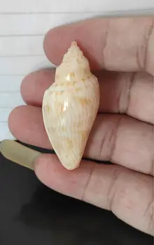 

Rare Sea Shells Conch Shell Schelpen Conchas Seashells MarinHome Decor Natural Decorative Shells