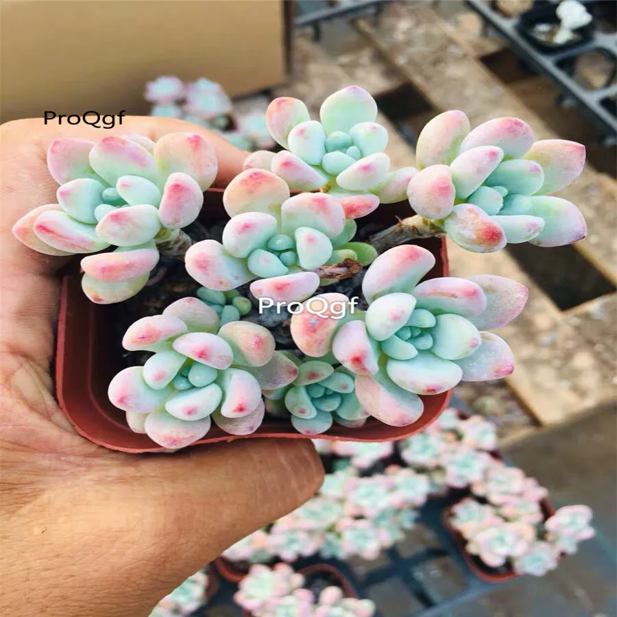 Ngryise 1 шт. набор Sedum clavatum кластер
