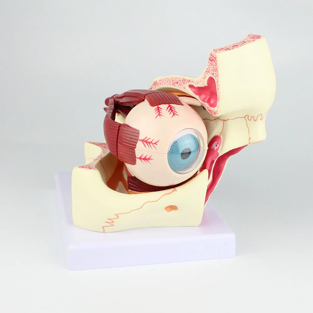 Eye Model Anatomical Eye Model Eyeball And Eyelid Model Removable Eye And Optic Nerve For Eye Special Teaching