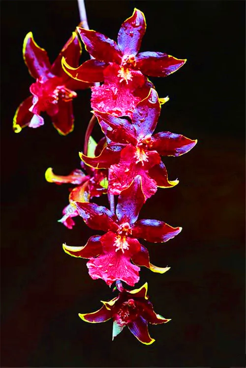 Распродажа! цветы в горшках Орхидея бонсай Cymbidium сад Цикада Орхидея Cymbidium Орхидея при цветении 100 шт,# T4TKSW - Цвет: 4