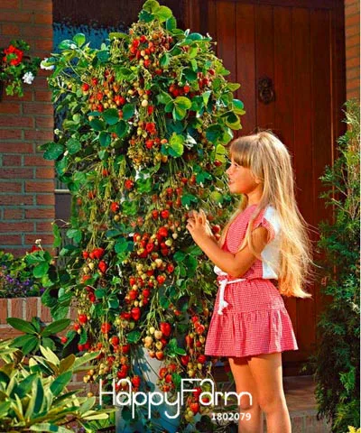 Promotion!100 PCS Tree Climbing Strawberry bonsai Courtyard Garden With Fruit and Vegetable plant Potted,#HWZRHO