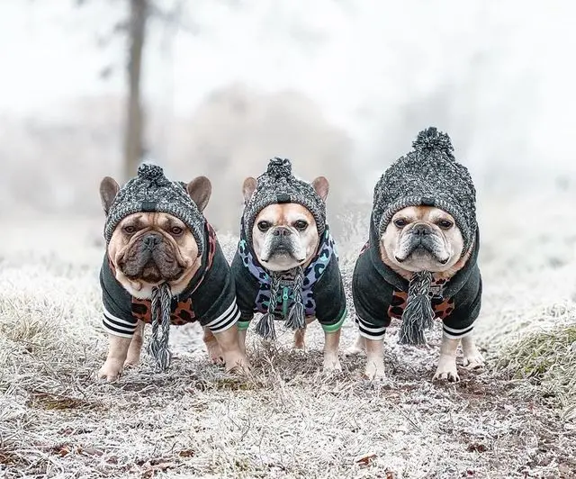 acessórios para cães