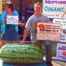 Большая Акция! Посылка 50 штук гигантский арбуз бонсай фруктовая посадка растений арбуз садовый NON-GMO съедобные фрукты,# SFTH6U