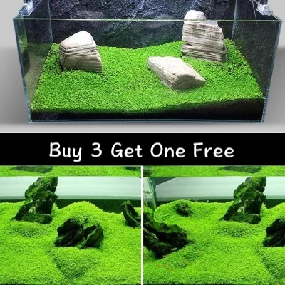 

Aquarium Plant Seeds Aquatic Water Grass Decoration as Garden Fish Tank Foreground Plants Fish Tank Lawn Decor Plant Seed