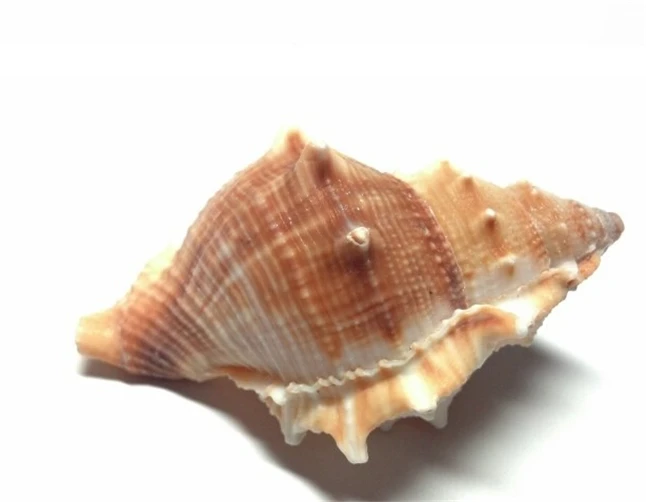 conchas seashell5.jpg
