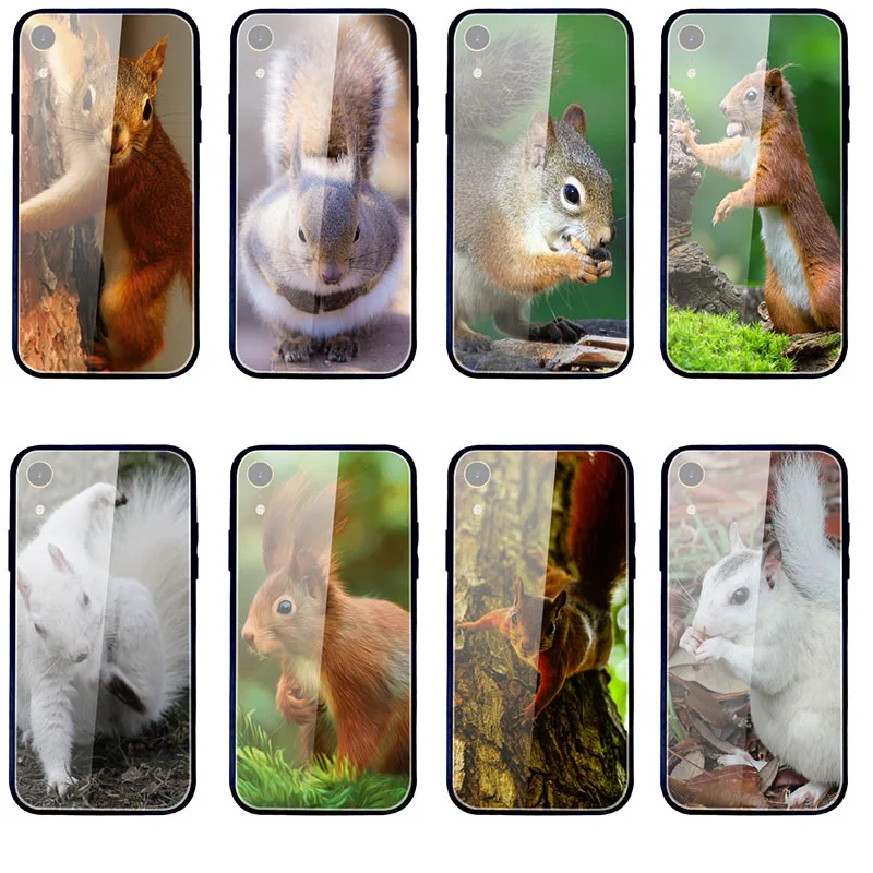 Tempered Glass Phone Case for iPhone X XR XS 11 12 Pro Max 10 7 5 5S SE 2020 6 6S 8 Plus Squirrel Guinea Pig Mouse Peanut Greedy | Мобильные