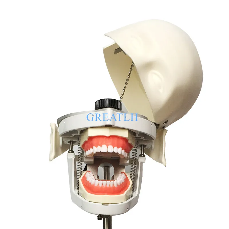 Стоматологический манекен и модели фантомная головка для обучения и обучения в стоматологических классах Стоматологическая Студенческая