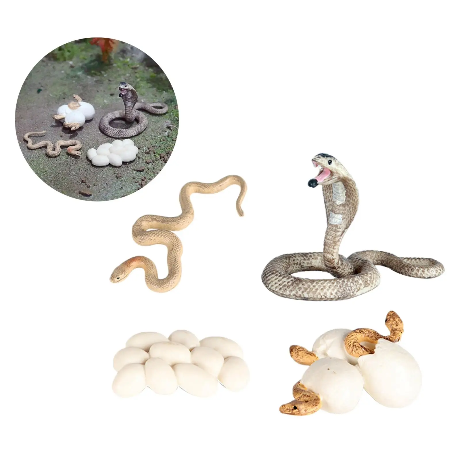 Life Cycle of a  Montessori 4 Part Animal Learning Educational Toys