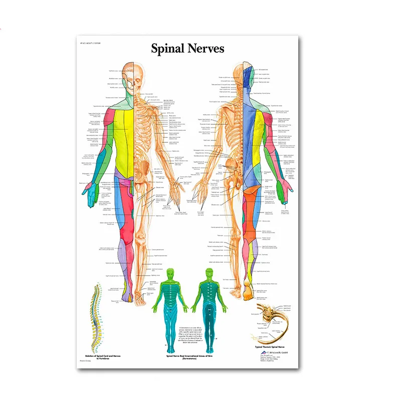 Мышечные плакаты с системой шелковой ткани Анатомия диаграмма человеческого тела школы медицинские наука образовательные принадлежности украшение дома - Цвет: 77