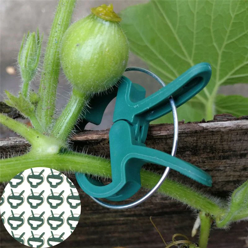 

Plant Clips Cane Support Sprung Reusable Reuseable Garden Clips Sprung Clips