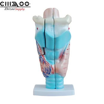 

School medical teaching model Magnified Human Larynx Model