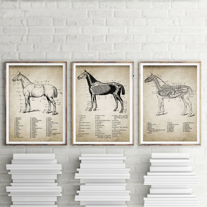 Vintage-Horse-Anatomy-Canvas-Posters-Print-Horse-Anatomy-Illustration-Wall-Art-Painting-Equestrian-Pictures-Home-Room (3)
