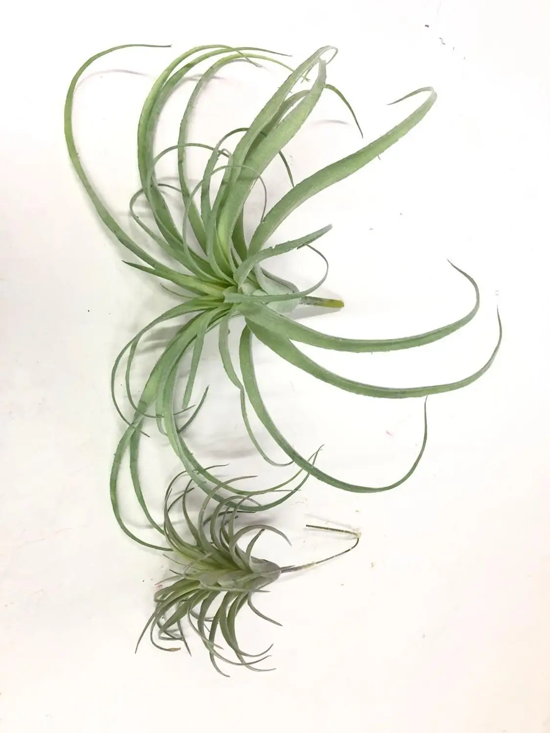 Искусственная воздушная трава Tillandsia суккулентный лист ананаса стекаются