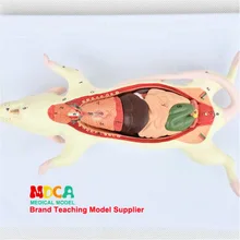 Мышь анатомическая модель мышь собранная образовательная модель животных Анатомия медицина обучение Mlsjp001