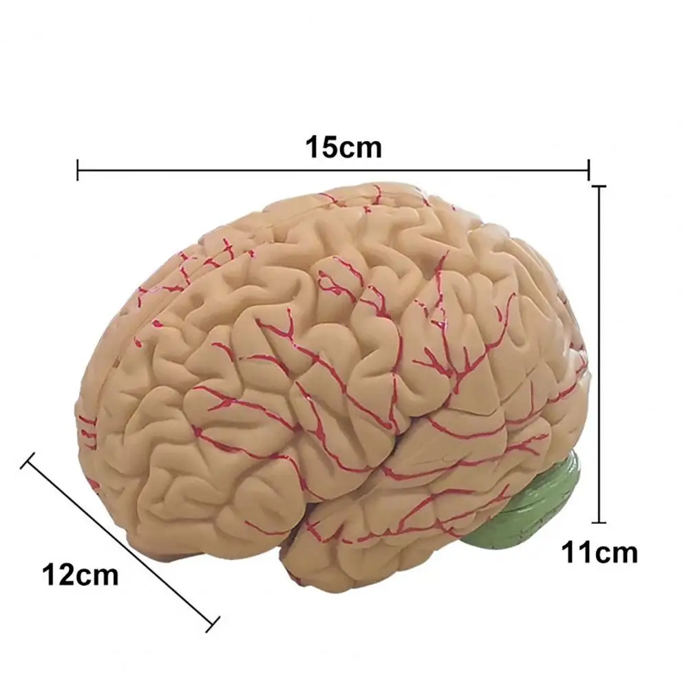 Human Brain Model Simulation 8-Part PVC Life-size Anatomy Teaching Tool Kid Early Education Cognition 3D Model for Classroom 6