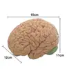 Human Brain Model Simulation 8-Part PVC Life-size Anatomy Teaching Tool Kid Early Education Cognition 3D Model for Classroom 6