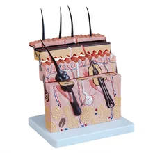 Спилок кожи модель структура кожи усилитель МОДЕЛЬ слой анатомическая структура микро-пластик обучение красота медицина