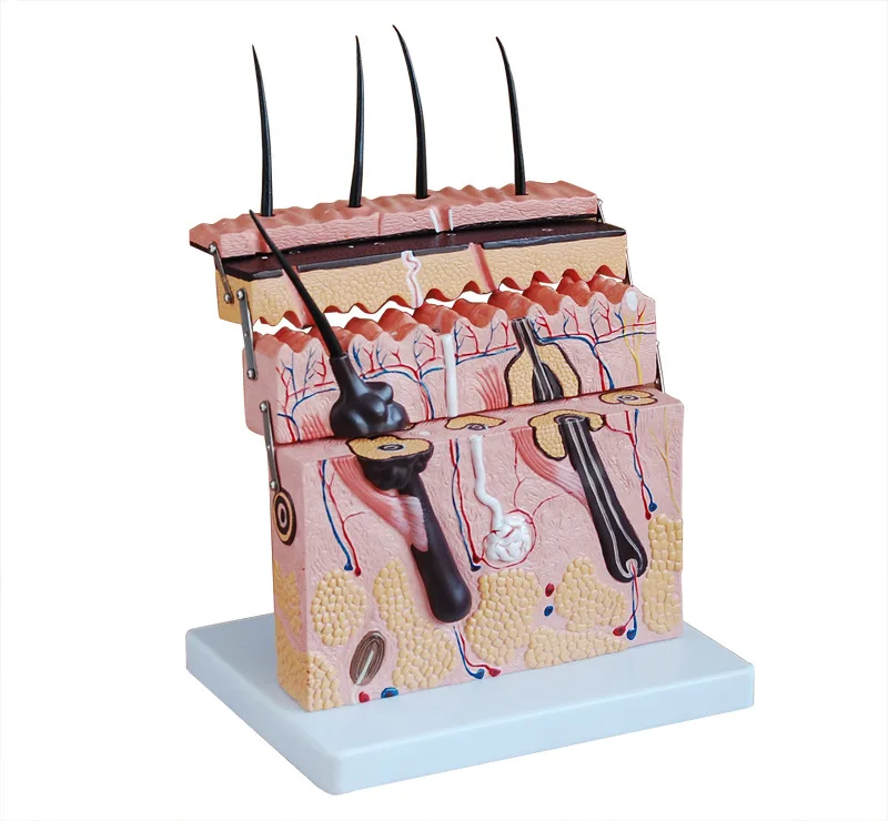 

Skin Split Surface Model Skin Structure Amplifier Model Layer Anatomical Structure Micro Plastic Teaching Beauty Medicine