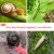 15 г Метальдегидного Улиточного Инсектицида Убивают Слизней Улиток Porcellio Pill Bugs Soft Pest & Other Gastropods Пестицидное Растение