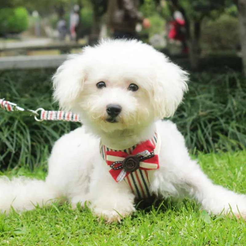 Training Comfort SoftHarness Adjustable Reflective Traction Rope Vest Walking Lead Leash Polyester Mesh Harness Small Medium Dog