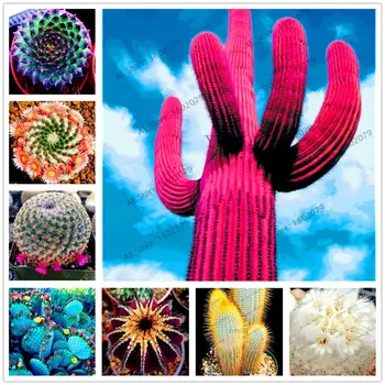 

Plant Flower Bath Salts Mixture Of Cactus Essence 100Pcs XZZ-246