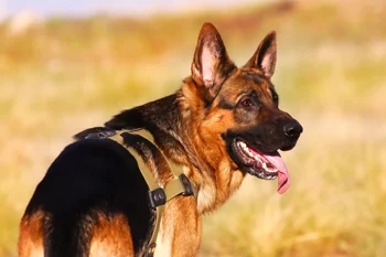 

Home decoration nemetskaia ovcharka sobaka drug fon iazyk Silk Fabric Poster Print DW200302