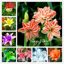 Смешанные цвета, растения лилии, дешевые духи, растения лилии, смешивание различных сортов цветов, цветочные растения бонсай для домашнего сада 100