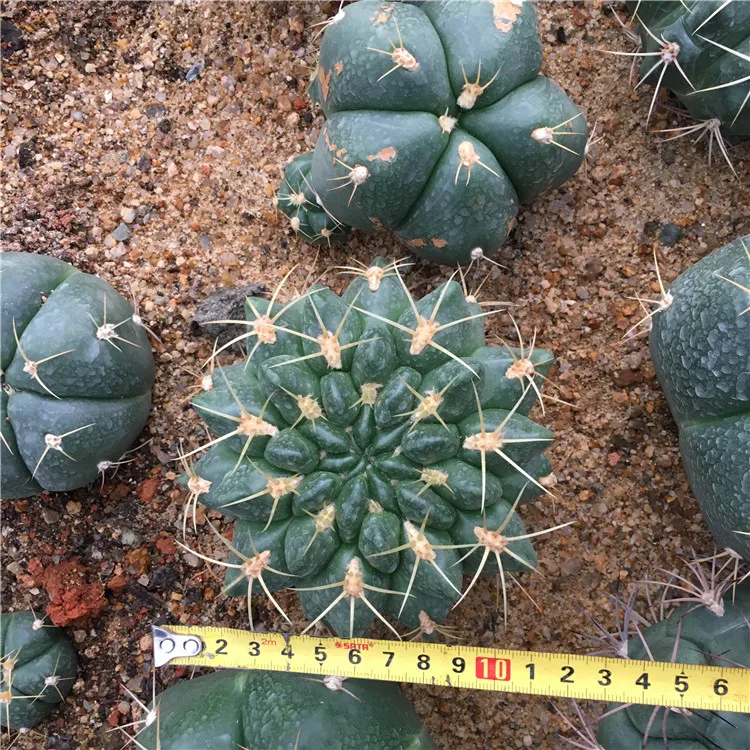 20 шт Gymnocalycium смешанные для Домашнего Цветоводства