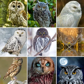 

50x50 diamond painting 5D Full Square embroidery mosaic Cross Stitch animal owl DIY Wall Sticker home Decoration festival Gift