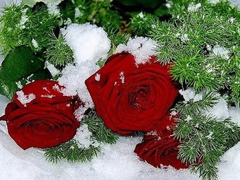 

Full 5D Diy Daimond Painting cross stitch "Snow Rose" 3D Diamond Mosaic Square/Round Rhinestones Embroidery Home decoration