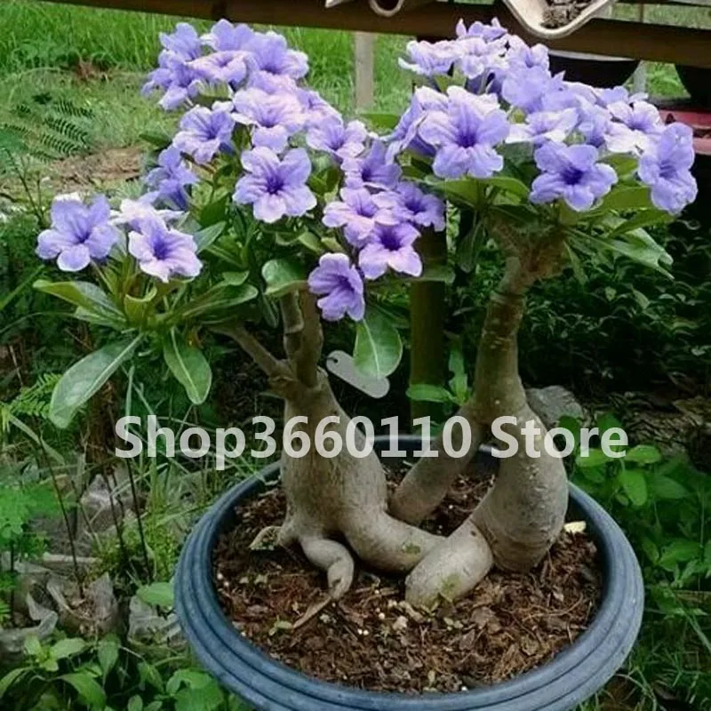 Роза Пустыни Цветок Купить