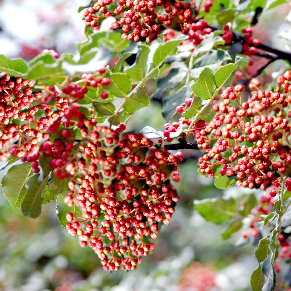 TB2X9CEcXXXXXcFXXXXXXXXXXXX_!!53584884