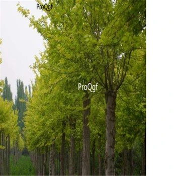 

Ngryise 1000pcs Ulmus pumila
