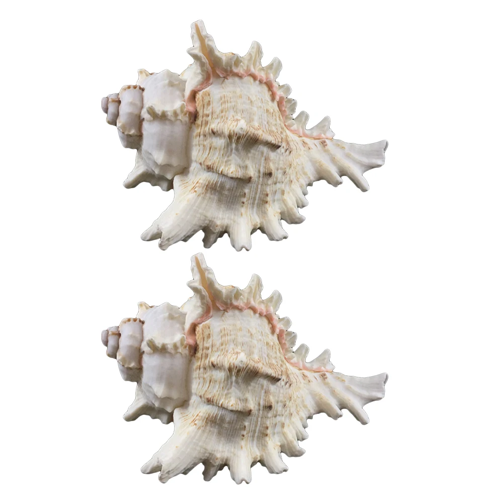 Natrual Big Conch домашнее украшение для аквариума миниатюрный пейзаж 2 шт 6-9 см