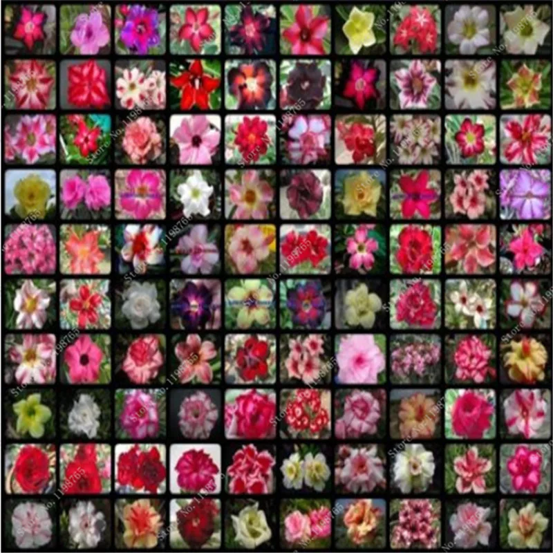 4 шт. adenium Свадебные украшения для дома| |