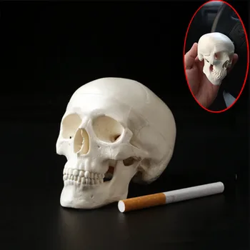 

Mini Skull Human Anatomical Anatomy Head Medical Model Convenient 92*99*71mm