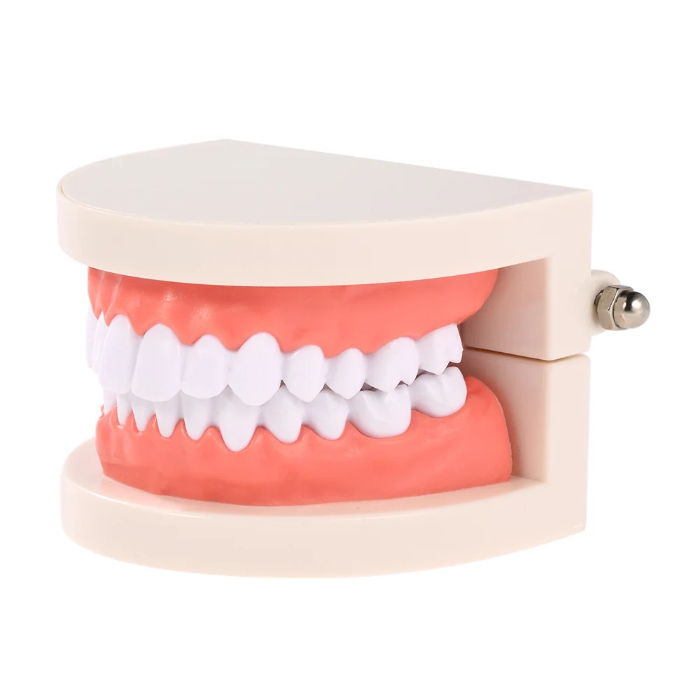 

Dental Brushing Teeth Teaching Model for Child Kids Learning Teeth Gums Standard Demonstration Tool Standard Teeth Models
