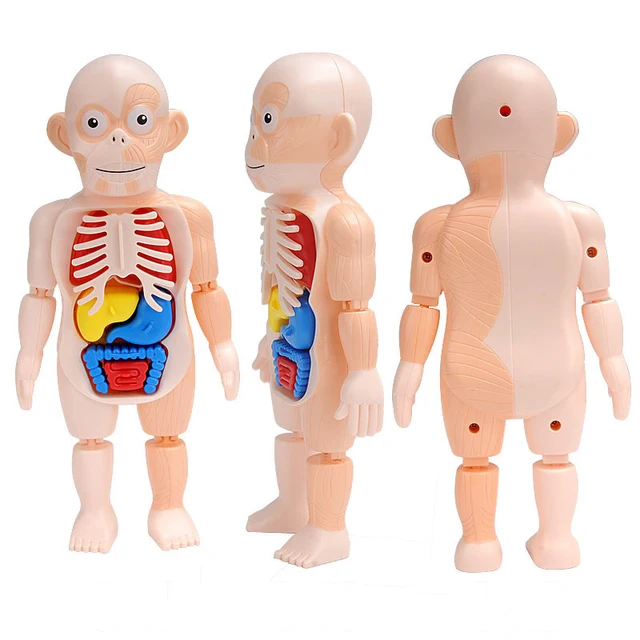 Body Anatomy Model For kids Children Human Torso Model Montessori Educational Learning Toys Organ Assembled Toy Kids 3D Puzzles 3