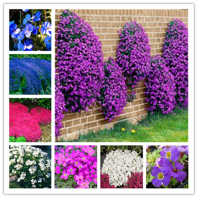 150 шт Rock Cress, Aubrieta каскад фиолетовый цветок bonsaiS, олень Устойчив превосходное многолетнее покрытие земли для дома и сада