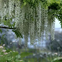 10 шт. редкие китайские белые глицинии дерево бонсай, цветочные растения в горшках, уличные многолетние декоративные растения для дома и сада