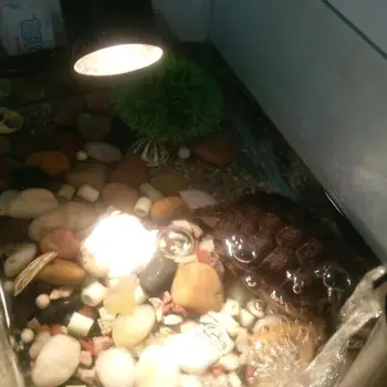 

Far Infrared Pet Heating Lamp Ceramic Pet Heating Lamp Light Bulb Pet Brooder Chickens Reptile Lamp 25W 50W 75W