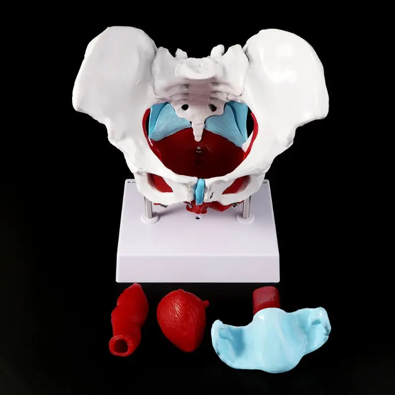 

Female Pelvis Pelvic Floor Muscle Model Uterus Ovary Muscle Teaching Resources Educational Supplies Removable