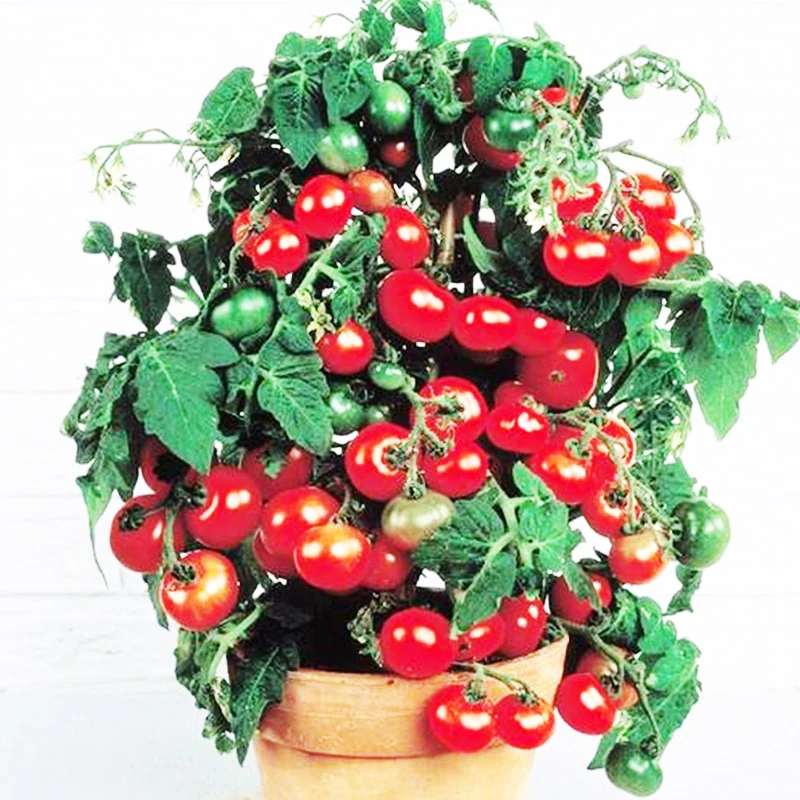 100 шт Семена/упаковка томат бонсай садовый органический фруктовый и овощной бонсай комнатное растение