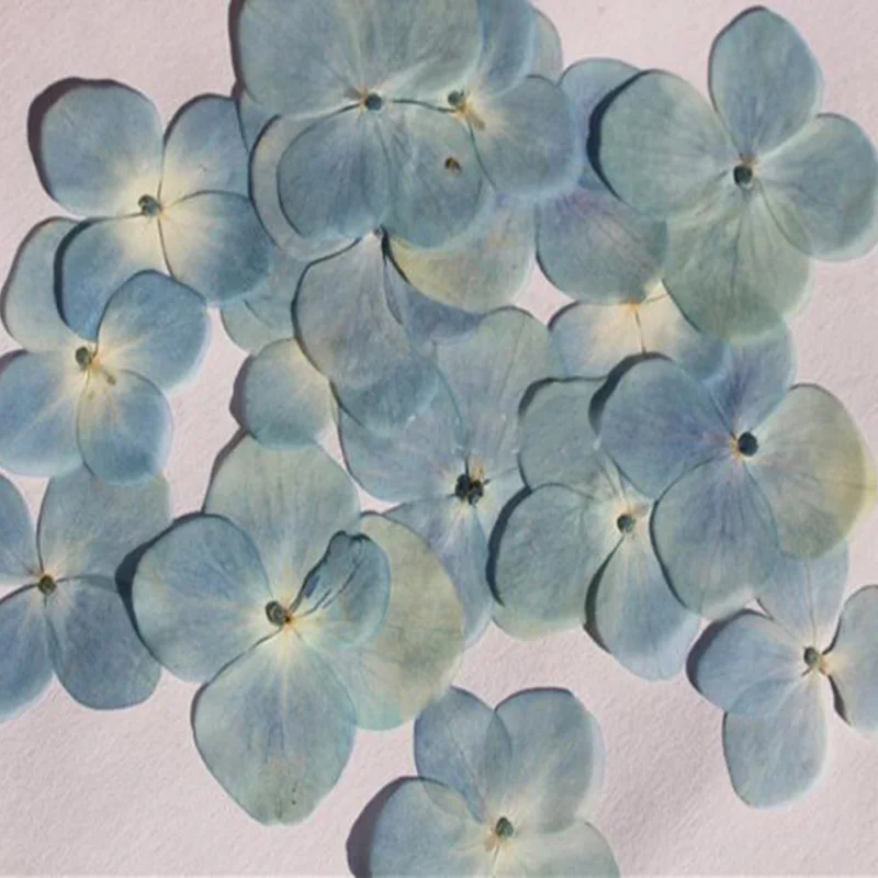 

120 шт прессованный высушенный натуральный Гортензия макрофилла Цветочные растения гербарий для ювелирных изделий чехол для телефона закладки аксессуары для изготовления