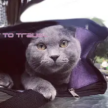 Нет Pet сумка для переноски одобренная загрузка дорожная сумка с крепким дном флисовая подушка сумка