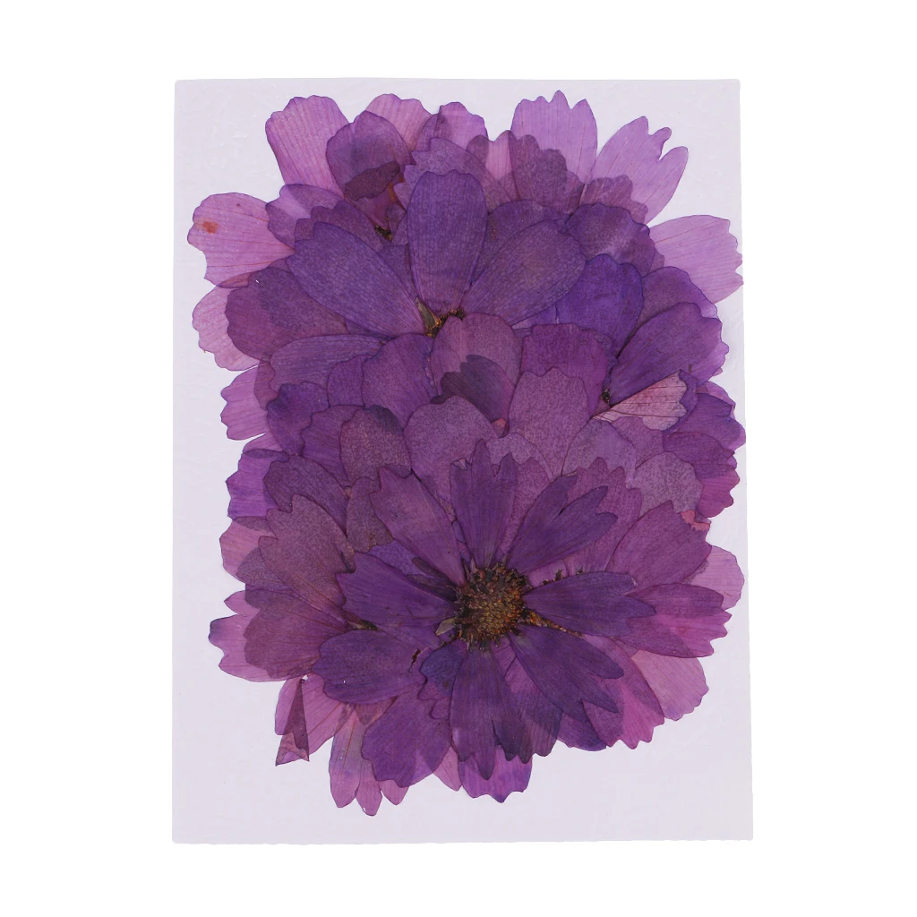 20pcs Pressed Real Dried Flower Purple Coreopsis Jewelry Making Accessories for Candle Making DIY Craft Resin Casting Ornament