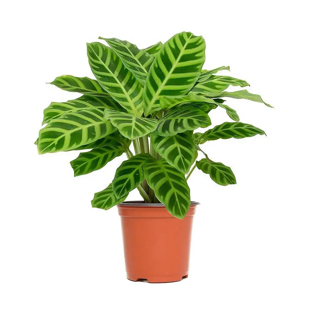 

20Pcs/Bag Maranta Bonsai Green Prayer Plant Zebra Prayer Plant Eazy To Grow Maranta Plant Hosta Garden Decoration Free Shipping