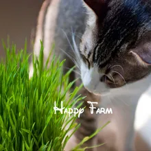 Листва растения семена бонсай ростков пшеницы кошка пижамы для малыша трава для сада, пшеница, flores, 200 шт./пакет