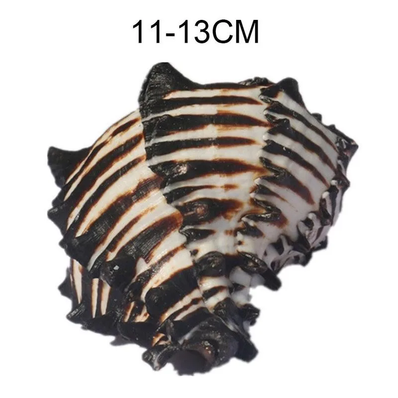 11-13cm Natural Black White Bone Snail Mediterranean Home Fish Tank Platform Landscape Coral Conch Shells Creative Craft Gift