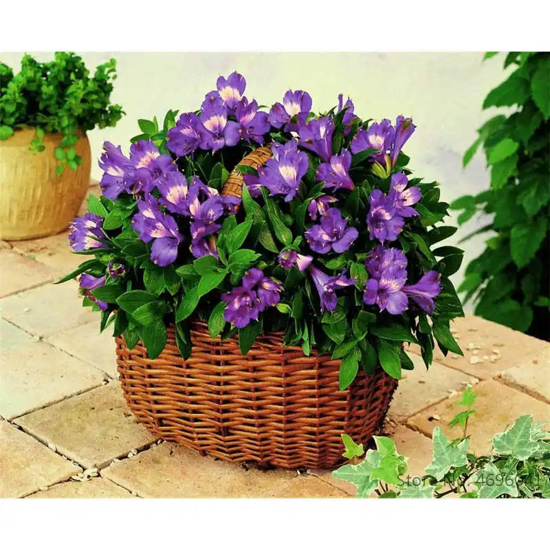 

Painting By Numbers Frameworks Coloring By Numbers Home Decor Pictures Flowers Vase Decorations RSB8173